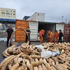 Record haul of smuggled ivory seized in northern port city