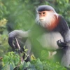 Efforts exerted to protect gray-shanked douc langurs in Phu Yen