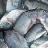 Indonesia boosts tilapia production to meet global demand