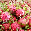 Dragon fruit export turnover reaches 47 million USD