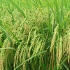 Research institute, agri-business cooperate in developing purebred rice varieties