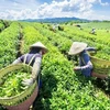 Tea export value to China skyrockets