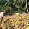 Tra Vinh province eyes expansion in organic coconut growing areas