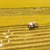 2023 set to be favourable for Vietnamese rice enterprises