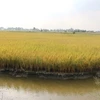 Mekong Delta to expand shrimp-rice farming