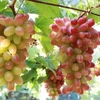 Ninh Thuan province to host grape and wine festival in June