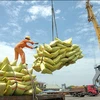 Rice export prices on the rise