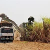 Thailand’s sugar cane output lower than expected