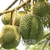 Vietnam’s Ri6 durian now available in UK