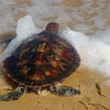 Endangered turtle released back to sea in Mekong Delta region