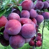 Plum picking festival starts in Moc Chau Plateau