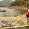 Caged fish farming in hydro-power reservoirs helps people earn stable incomes