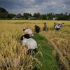 Laos urges ASEAN to work for food security 