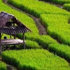 Indonesia prioritises modern, sustainable agriculture 