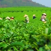 Tea exports earn 50 mln USD in first four months of 2023