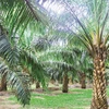 Indonesia to expand palm growing area