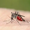 Thai Health Ministry: Dengue fever cases could reach 3-year peak