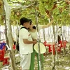 Ninh Thuan province develops grape eco-system