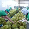 Durian, coconut expected to join “1-billion-USD” club of exports