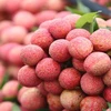 Vietnam’s first official-channel lychee shipment arrives in UK