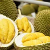 UK a potential market for Vietnamese durian: insiders