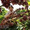 Vietnam needs to develop coffee value chain: Minister