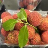 Vietnamese seedless lychees now available in UK market