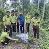 Asiatic brush-tailed porcupines released into wild in northern Vietnam