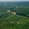 Vietnam’s forest coverage remains at 42.02%: agriculture ministry