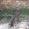 Rare grey peacock-pheasant discovered in Binh Phuoc