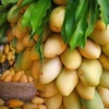 Philippines to export fresh mangoes to Australia 