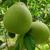 Thailand starts exporting pomelo to US in historic deal