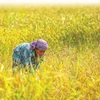 Cambodia posts some 89 million USD in rice exports to China in H1
