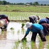 Philippines, WB sign 600 million USD deal for farming modernisation