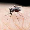 Laos sees strong increase in dengue case number