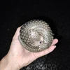 Two pangolins handed over to authorities in Binh Phuoc