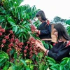 Coffee industry striving to adapt to EU’s anti-deforestation law