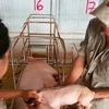 Establishing disease-free zones is the key to the export of husbandry products (Photo: VietnamPlus)