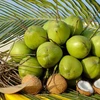 Vietnam’s coconut export to reach 1 billion USD in 2025: insider