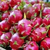 Vietnam yet to receive any UK warning on dragon fruit: official