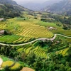 Travel programme promotes Hoang Su Phi terraced fields