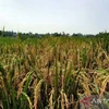 Indonesian Government recommended to maintain rice imports
