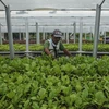 Malaysia implements high-growth, high-value initiative for agriculture