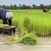 Thai rice output forecasted to fall due to El Nino