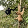 Five northern buffed-cheeked gibbons released into Ta Dung national park