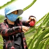 Vietnam seeks to secure sustainable development for dragon fruit sector