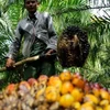 Indonesia to make biomethane from palm oil in 2025