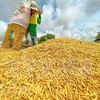 ASEAN member nations urged to prioritise intra-bloc rice exports 