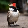 Thailand exerts efforts to protect rare red-whiskered bulbul