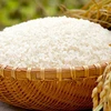 Price of Vietnam’s exported rice maintains uptrend